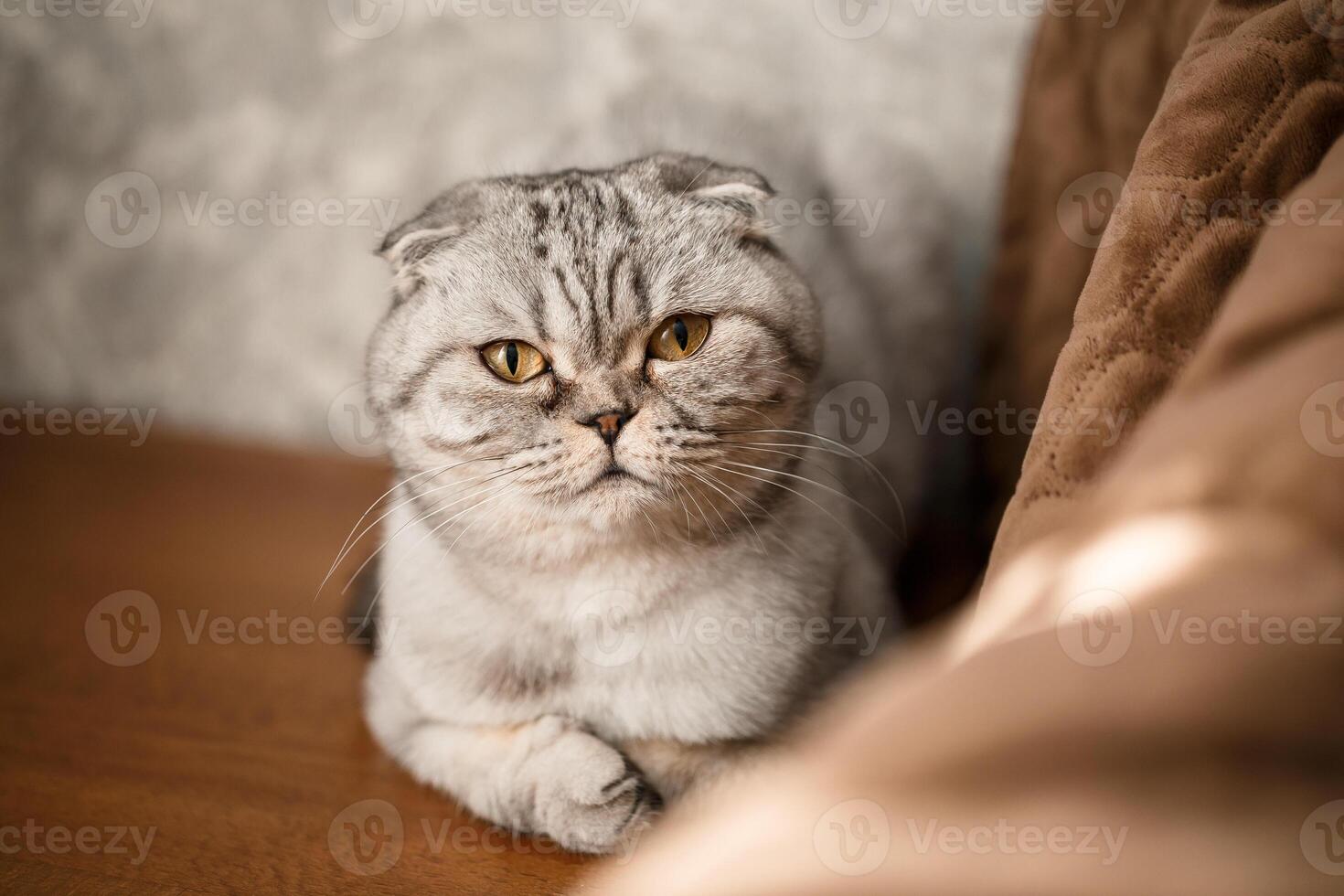 A beautiful gray large Scottish Fold cat or Scottish fold. Pet playful cat photo