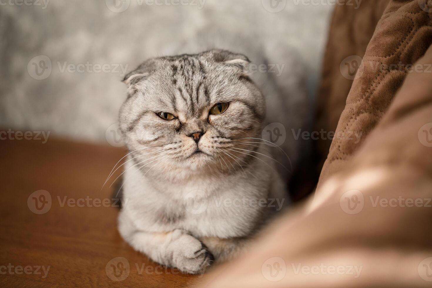 A beautiful gray large Scottish Fold cat or Scottish fold. Pet playful cat photo