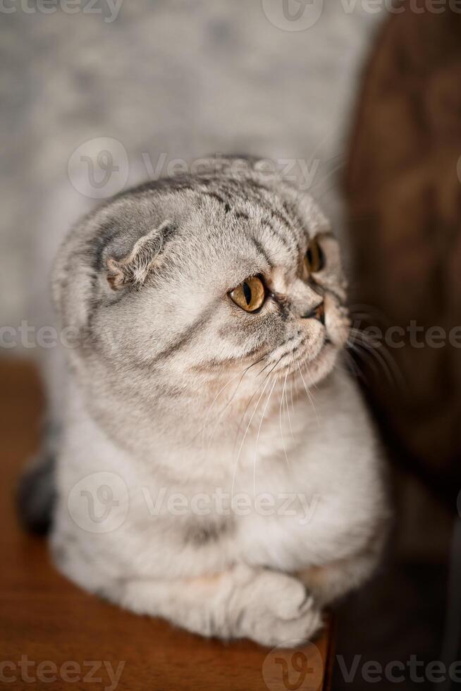 A beautiful gray large Scottish Fold cat or Scottish fold. Pet playful cat photo