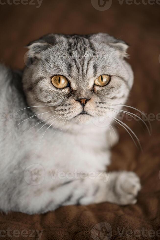 A beautiful gray large Scottish Fold cat or Scottish fold. Pet playful cat photo