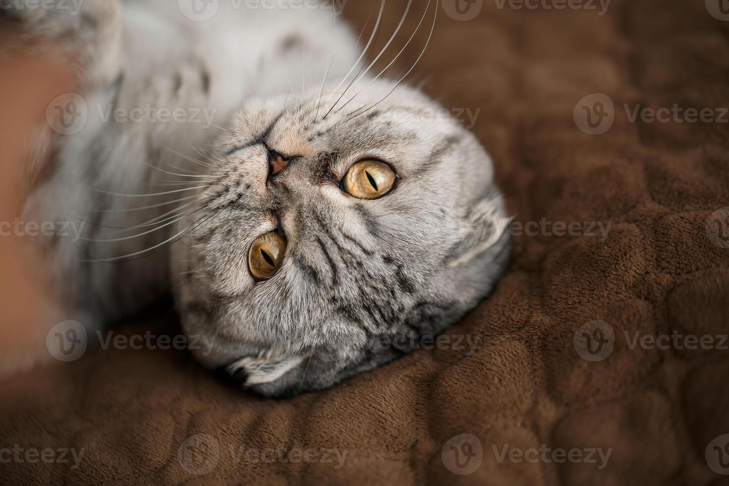 A beautiful gray large Scottish Fold cat or Scottish fold. Pet playful cat photo