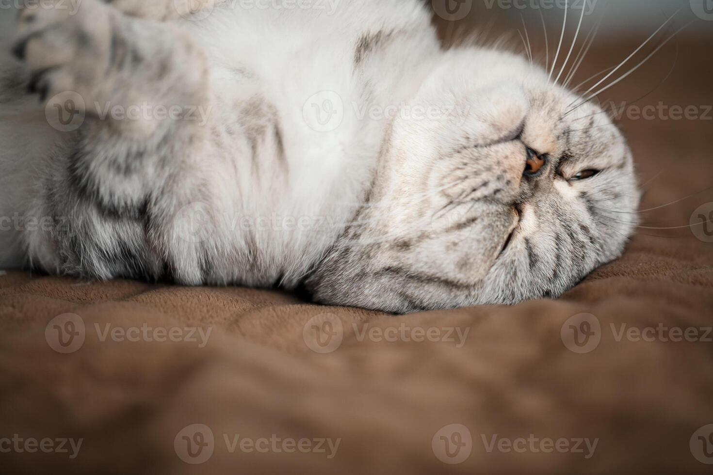 A beautiful gray large Scottish Fold cat or Scottish fold. Pet playful cat photo