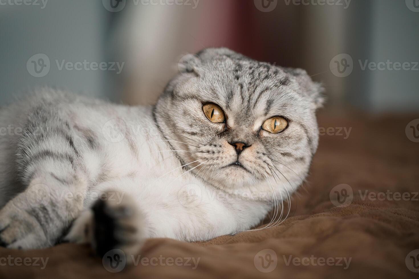 A beautiful gray large Scottish Fold cat or Scottish fold. Pet playful cat photo