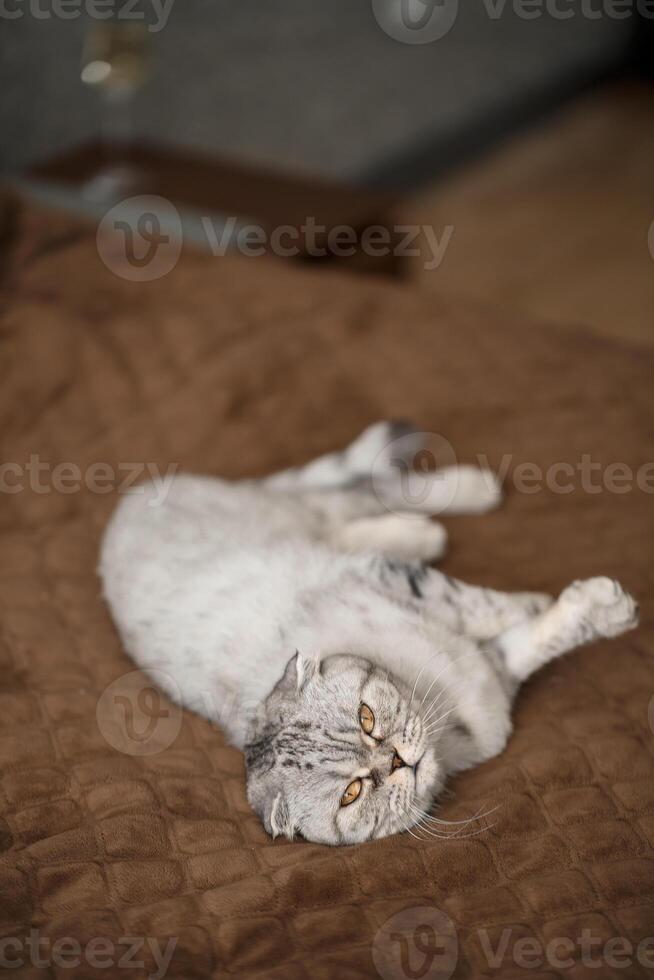 A beautiful gray large Scottish Fold cat or Scottish fold. Pet playful cat photo