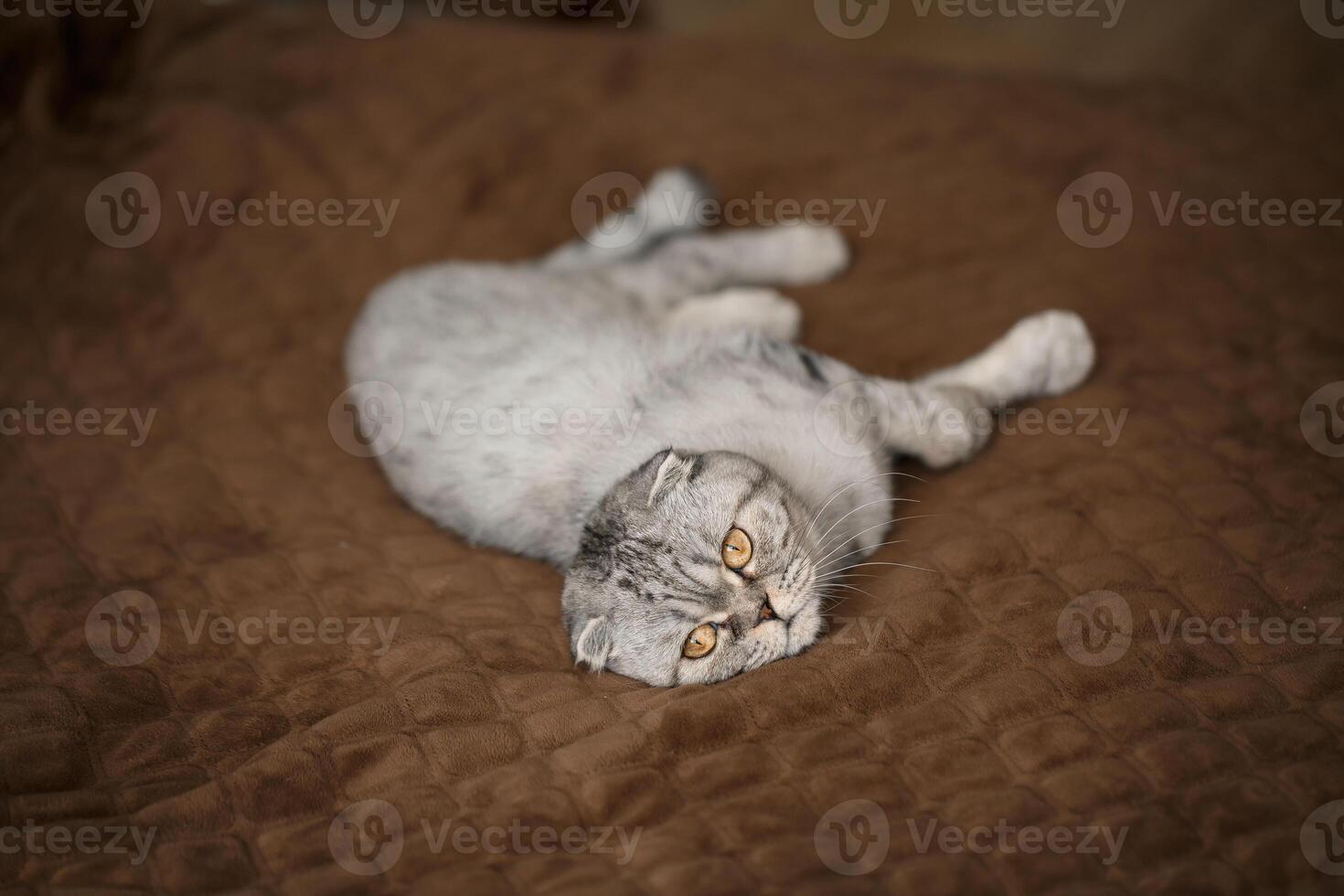 A beautiful gray large Scottish Fold cat or Scottish fold. Pet playful cat photo