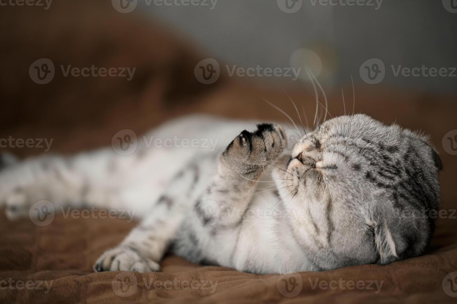 A beautiful gray large Scottish Fold cat or Scottish fold. Pet playful cat photo