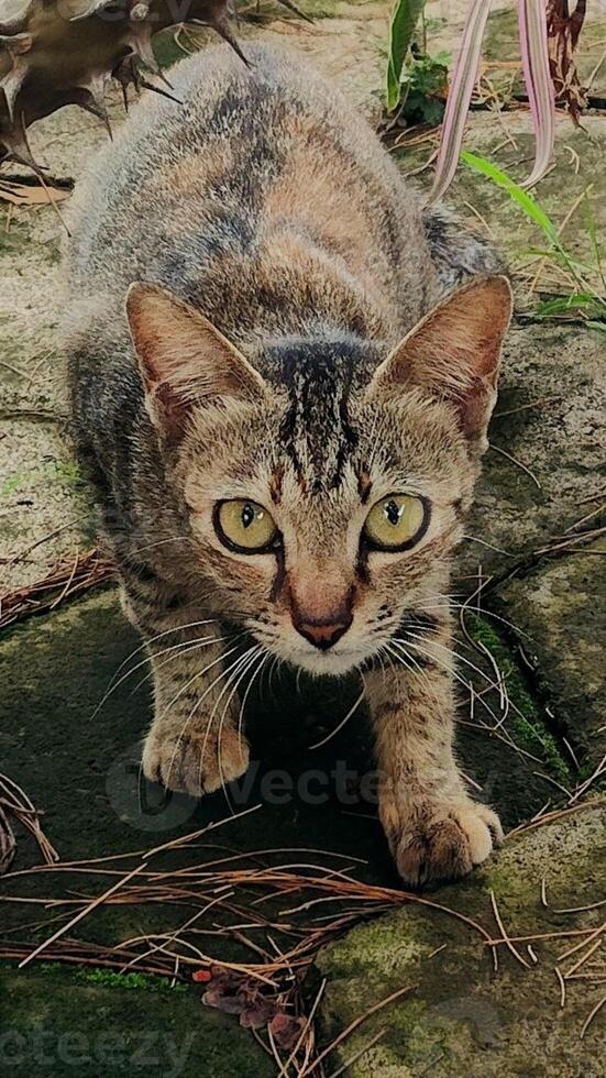 A cat is walking on a stone path photo