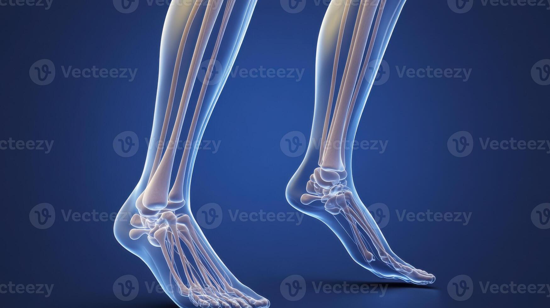 The human skeleton is shown in this image photo