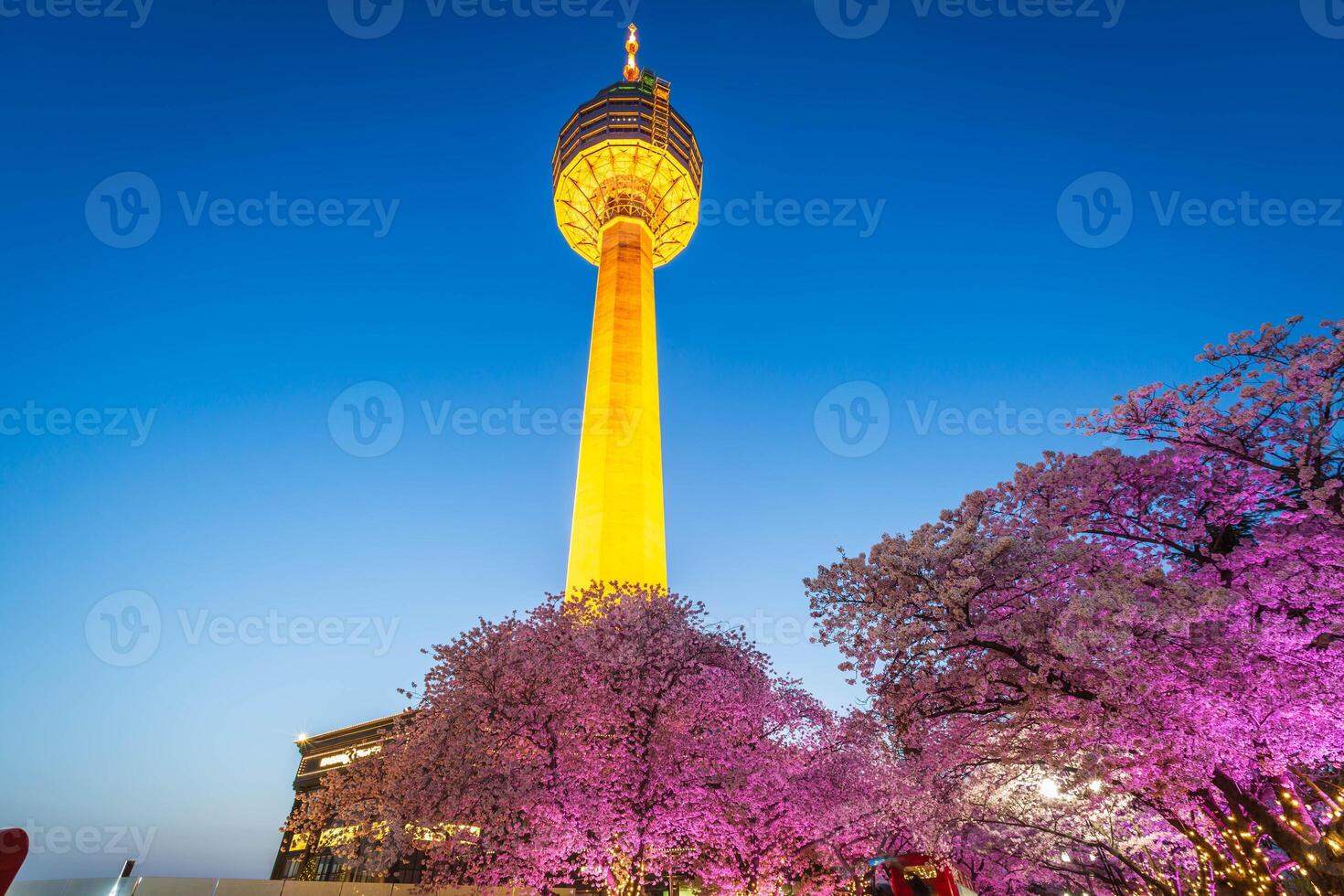 Night view of Cherry Blossom festival at Daegu E-World.Daegu,South Korea. photo