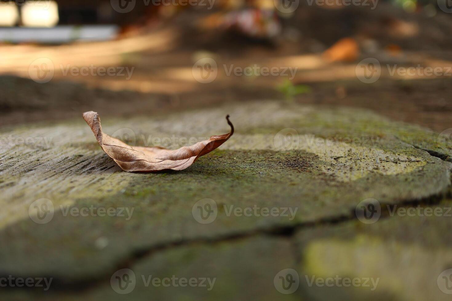 close up shot leaf on the floor with moss photo