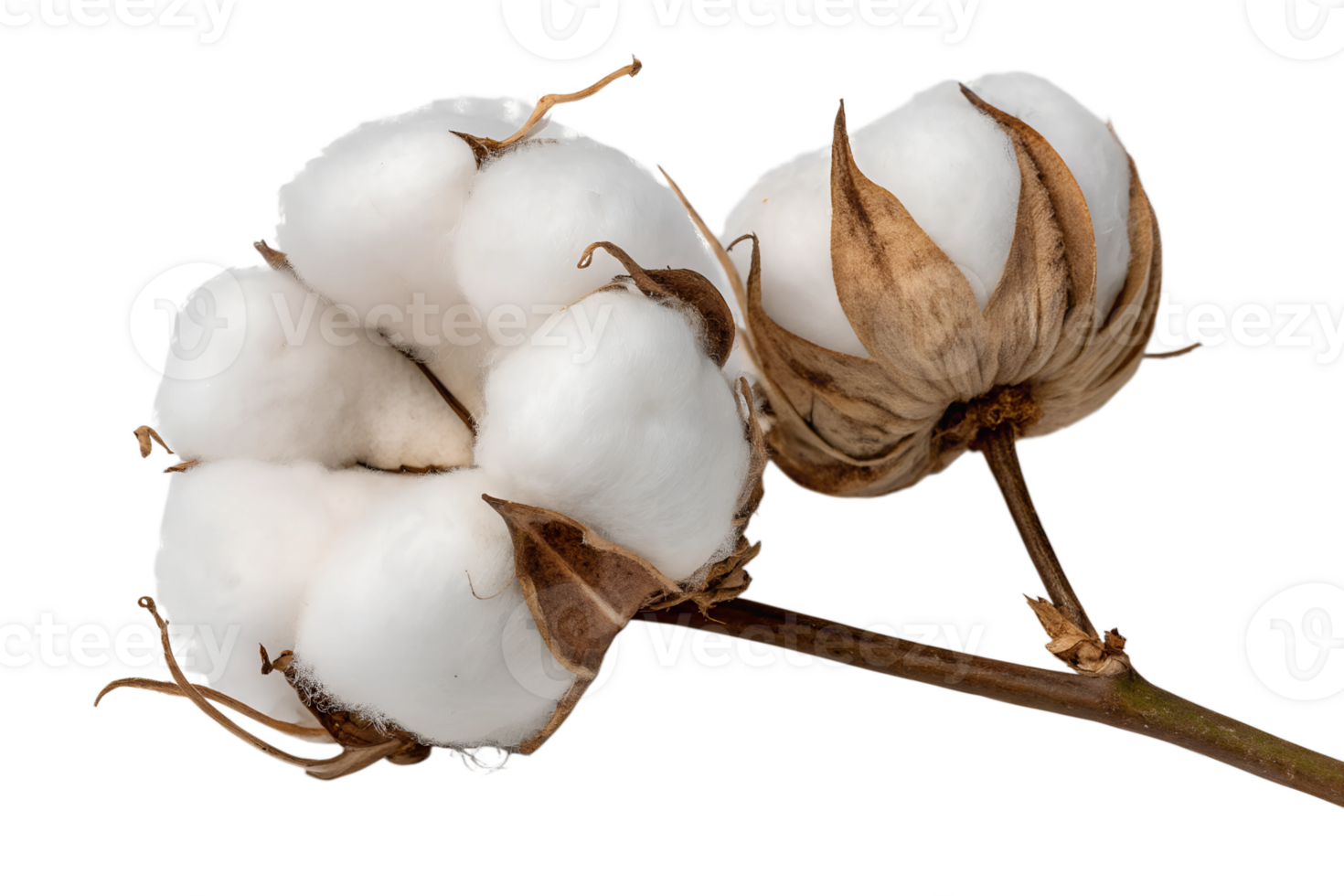 Close up view of cotton flowers details isolated on the transparent background png