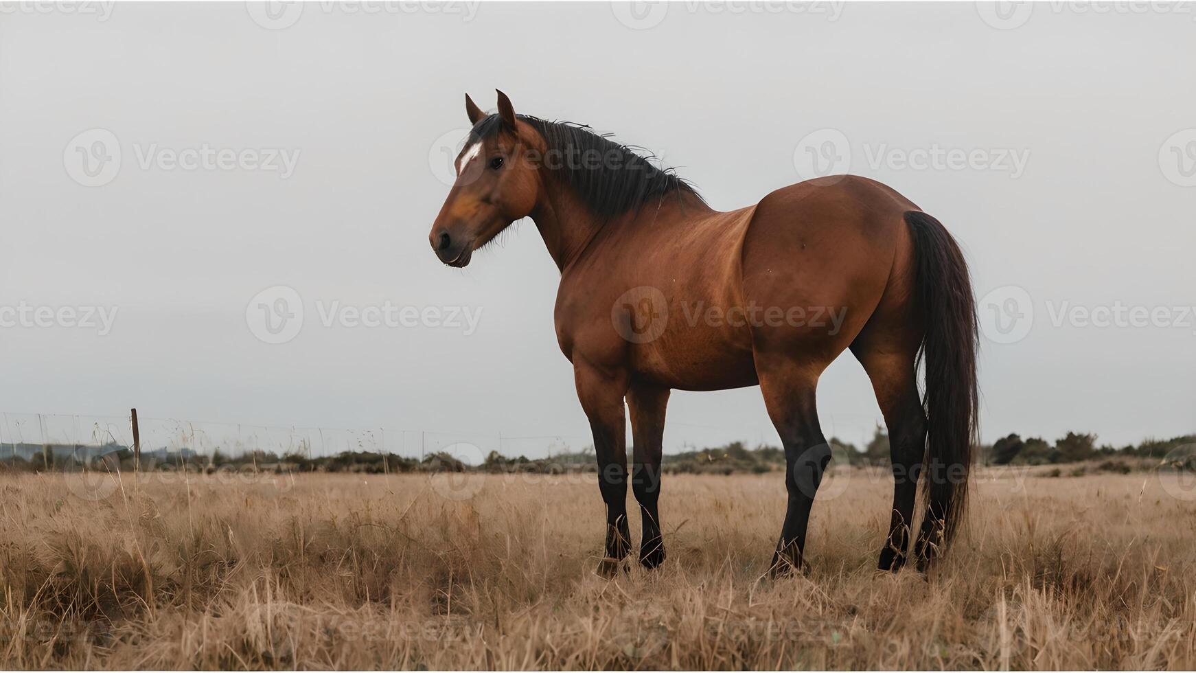 Brown Horse Standing in a Field of Tall Grass photo