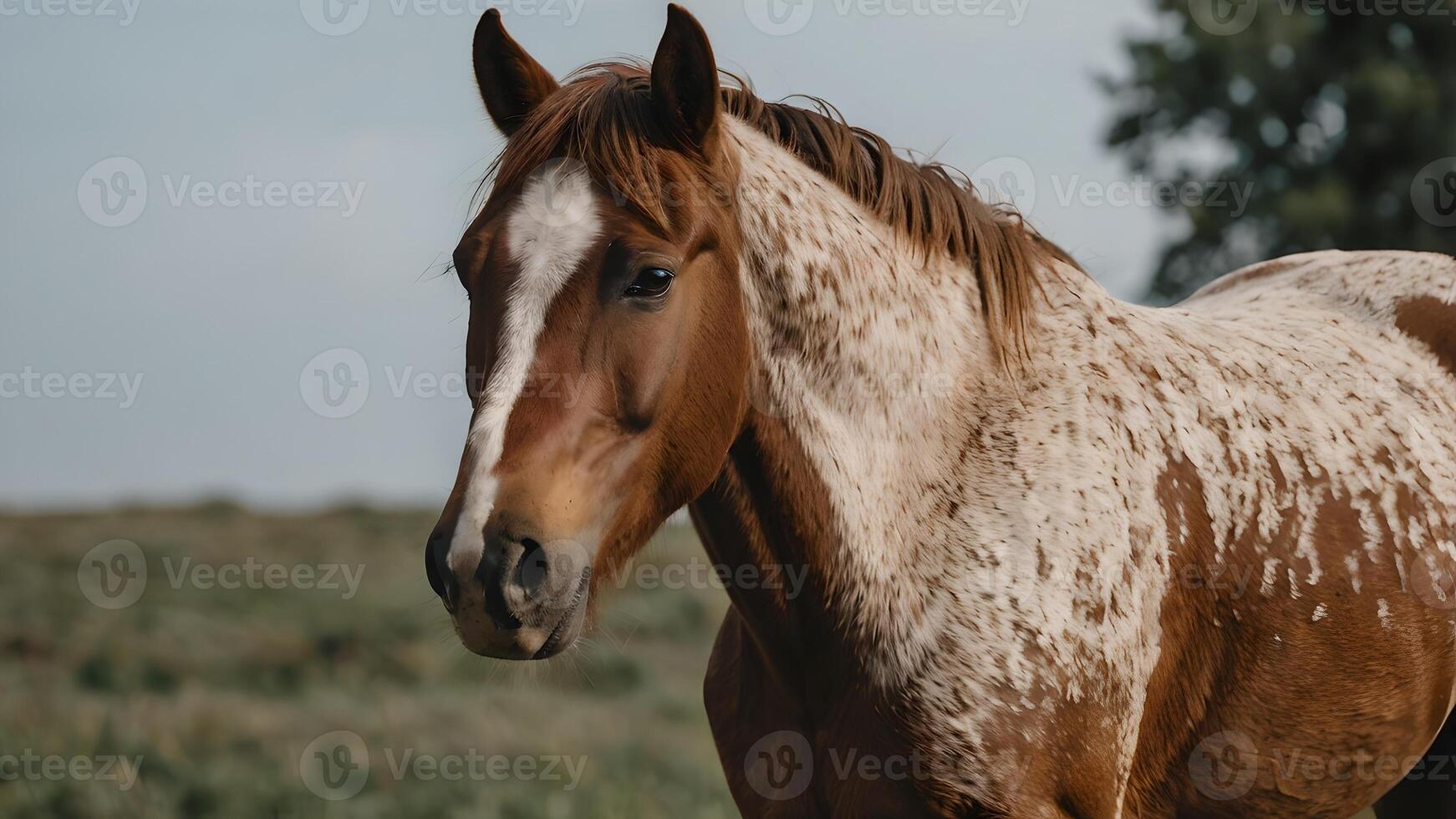 Brown Horse with White Spots Standing in a Field photo