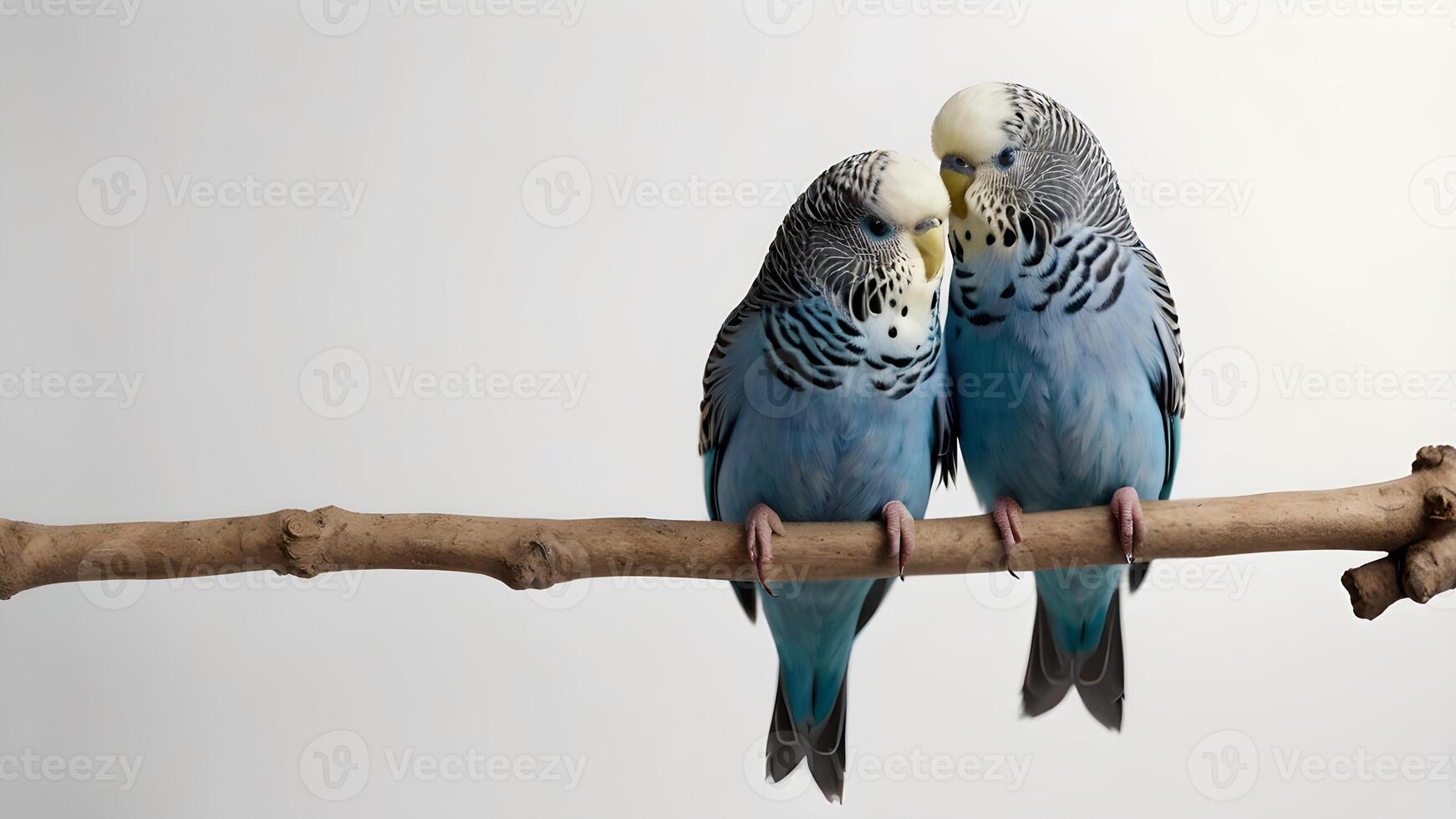 Two Blue Budgies Perched on a Branch Against a White Background photo