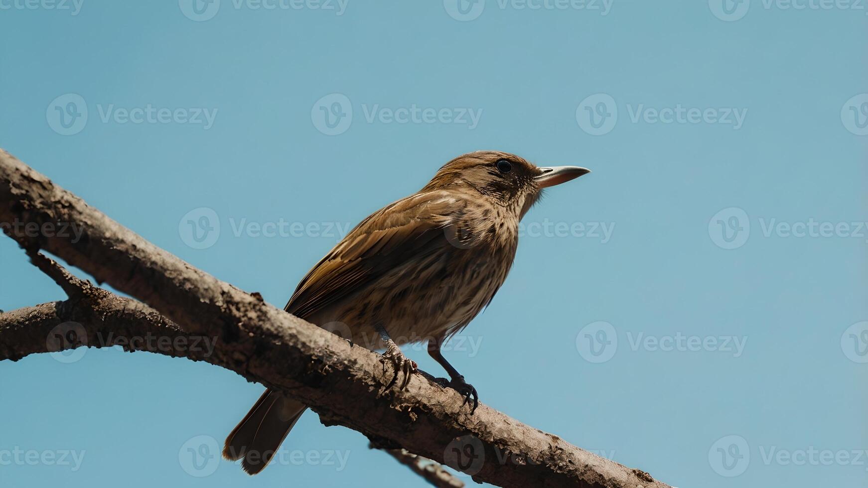 Small Bird Perched on Branch Against a Clear Blue Sky photo