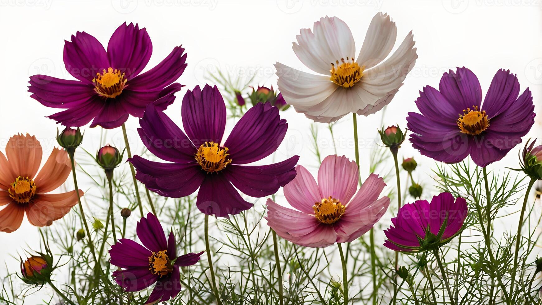 Vibrant Cosmos Flowers Isolated on White Background photo