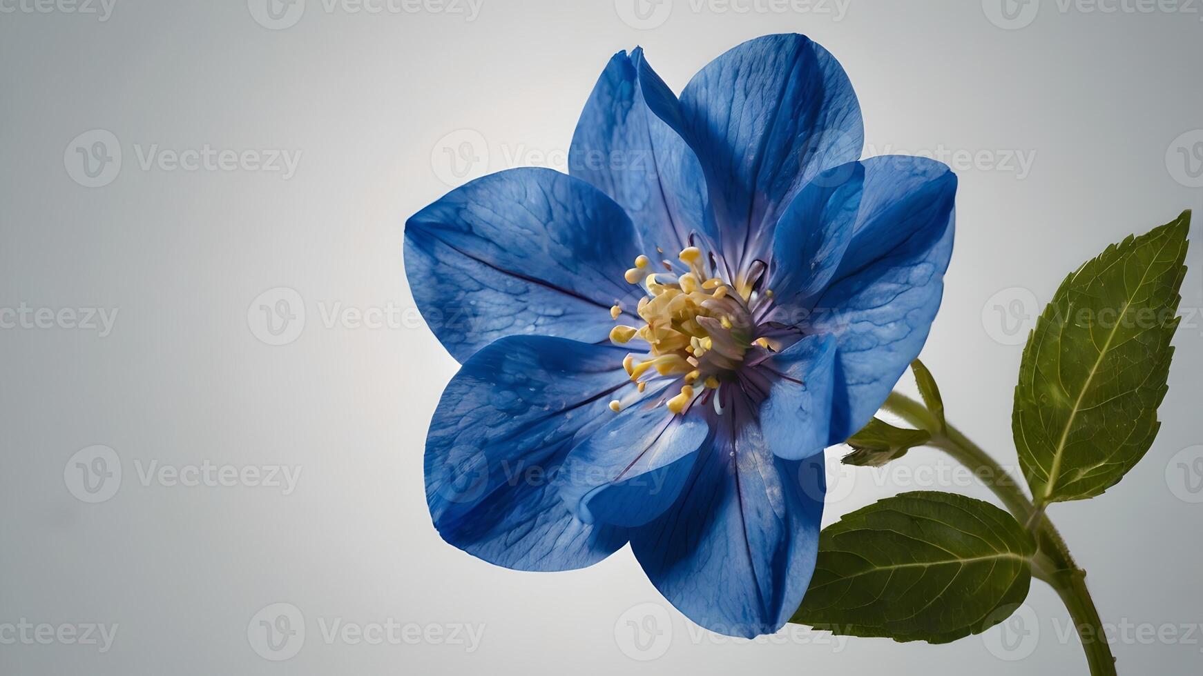 Vibrant Blue Flower Isolated on Soft Grey Background photo