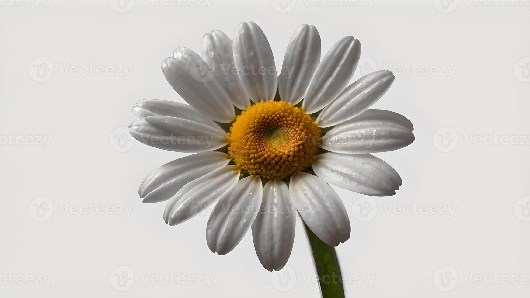 Single White Daisy Blossom Isolated on White Background photo