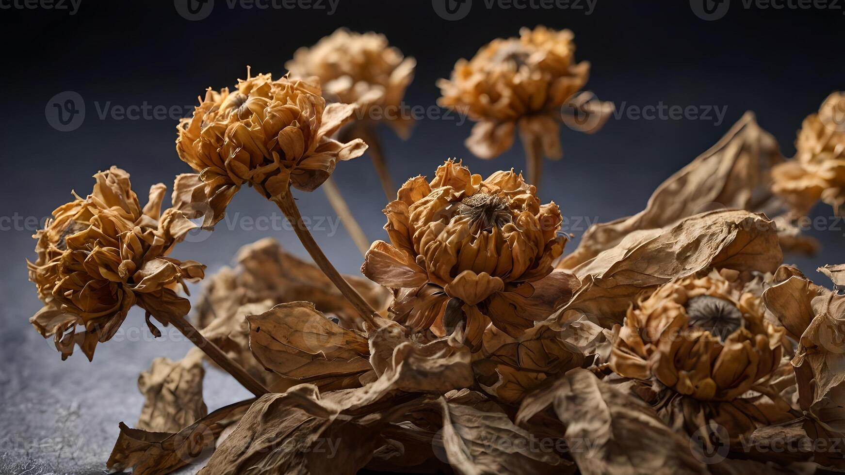 Dried Gomphrena Flowers Still Life Macro Photography photo