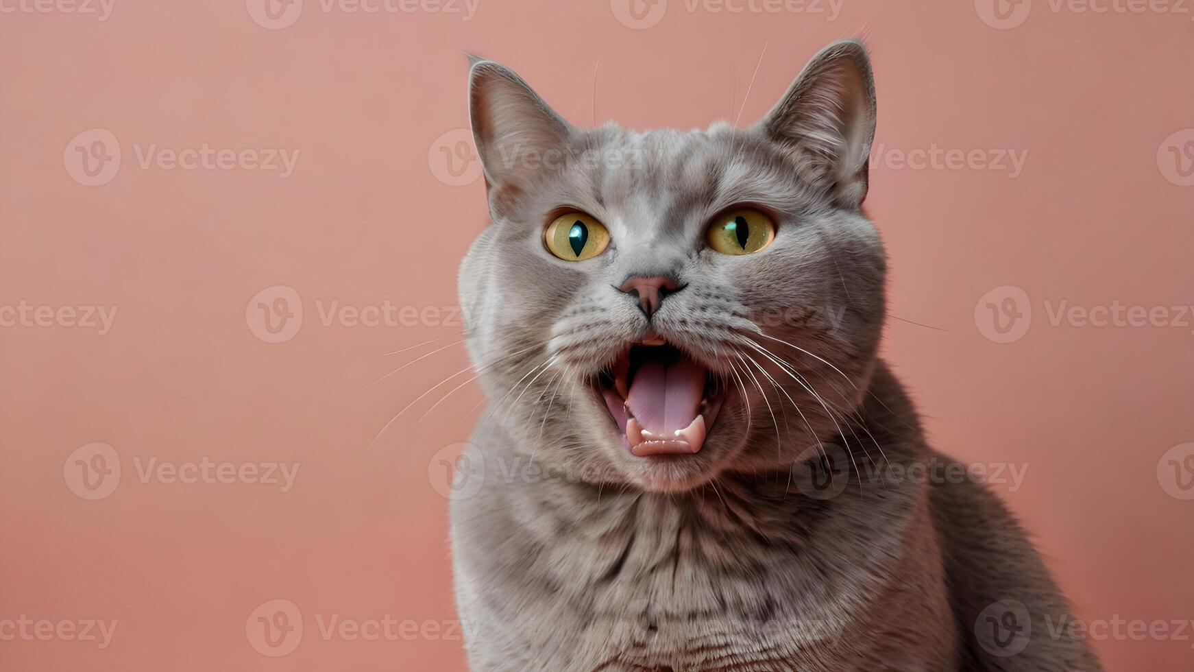 Amazed Lilac British Shorthair Cat with Open Mouth photo