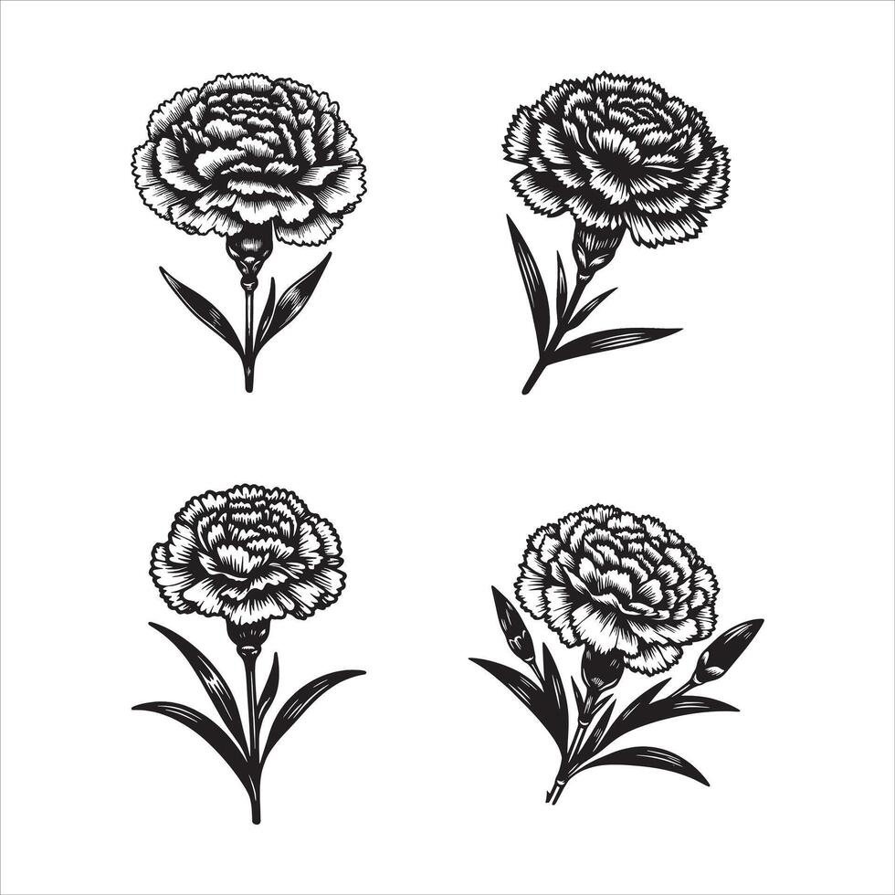 The Romance of Carnations vector