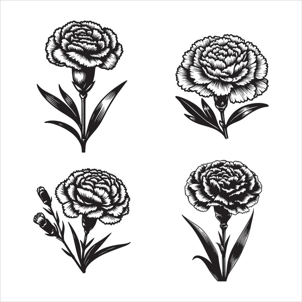 Carnations in Full Bloom vector