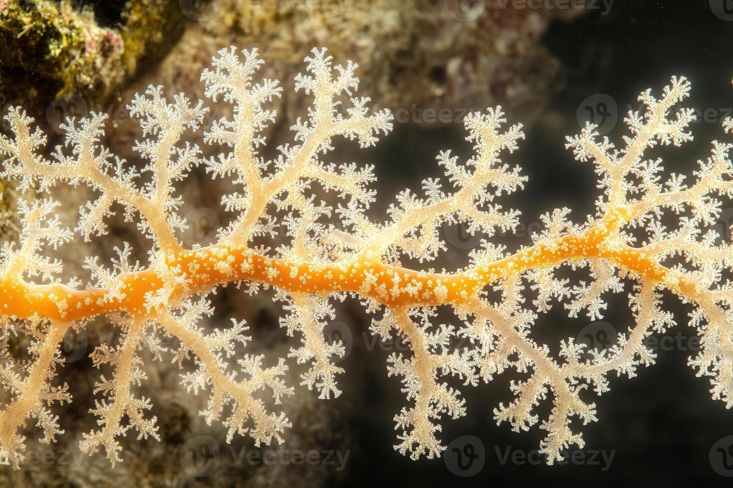 Close-up of delicate coral structure in underwater environment. photo