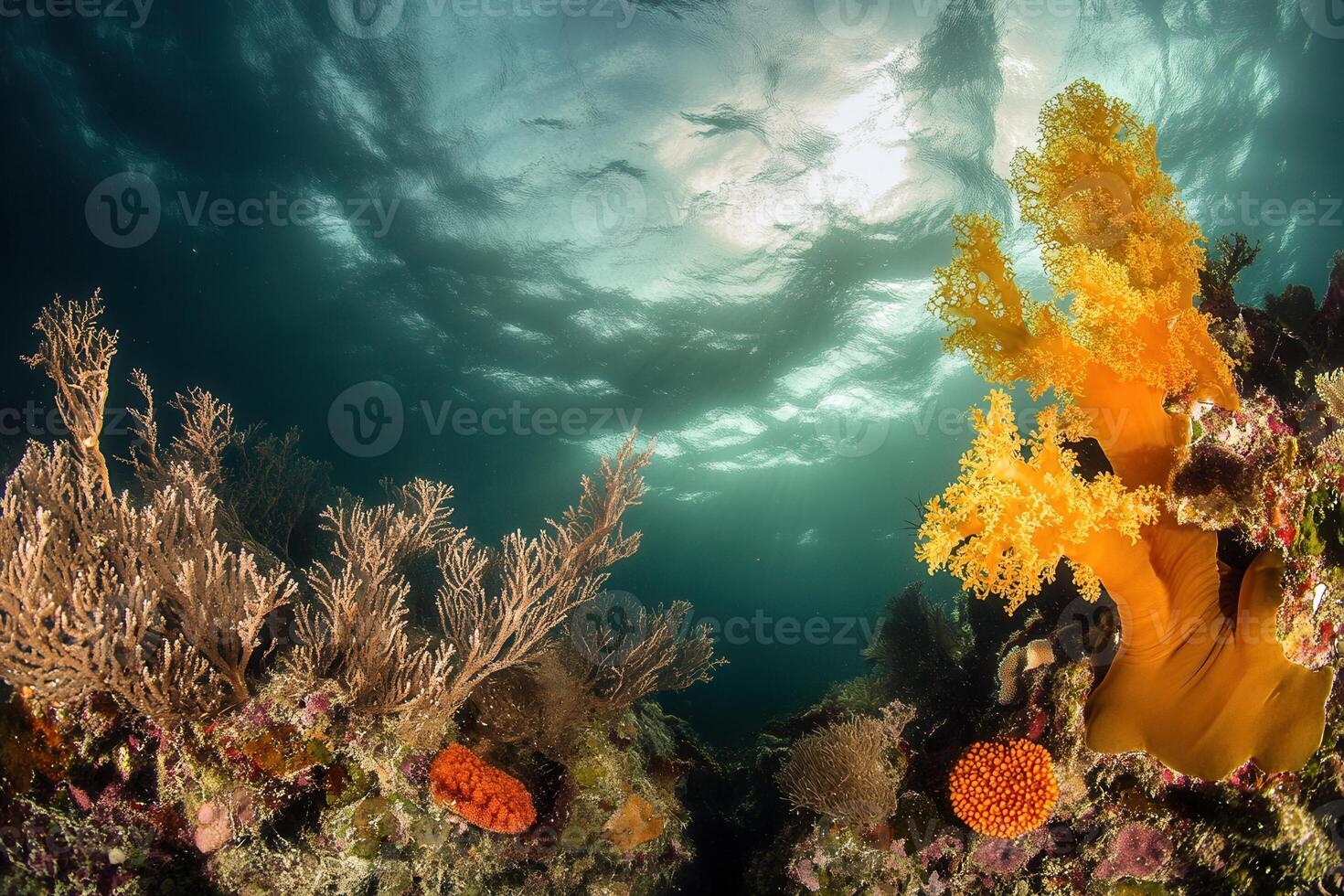 Vibrant underwater scene with coral and marine life. photo