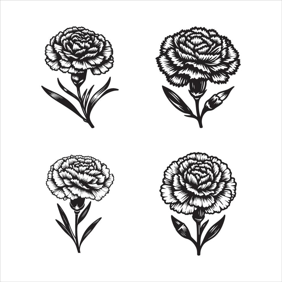 The Sweet Scent of Carnations vector