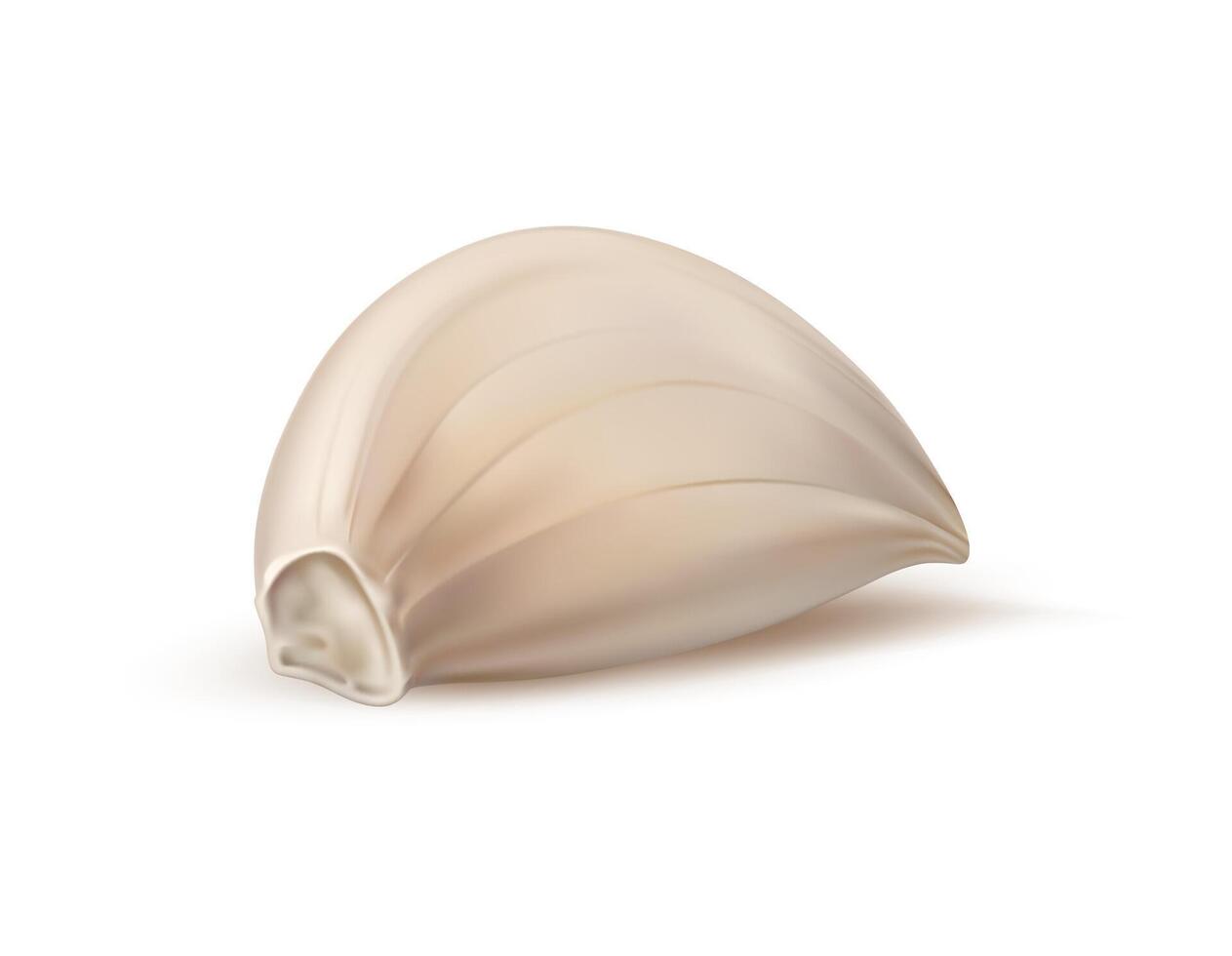 Realistic isolated garlic, unpeeled ripe 3d clove vector