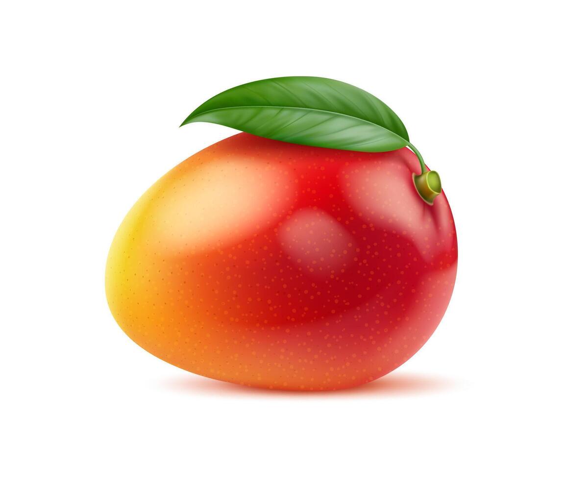 Realistic ripe raw mango fruit with green leaf vector