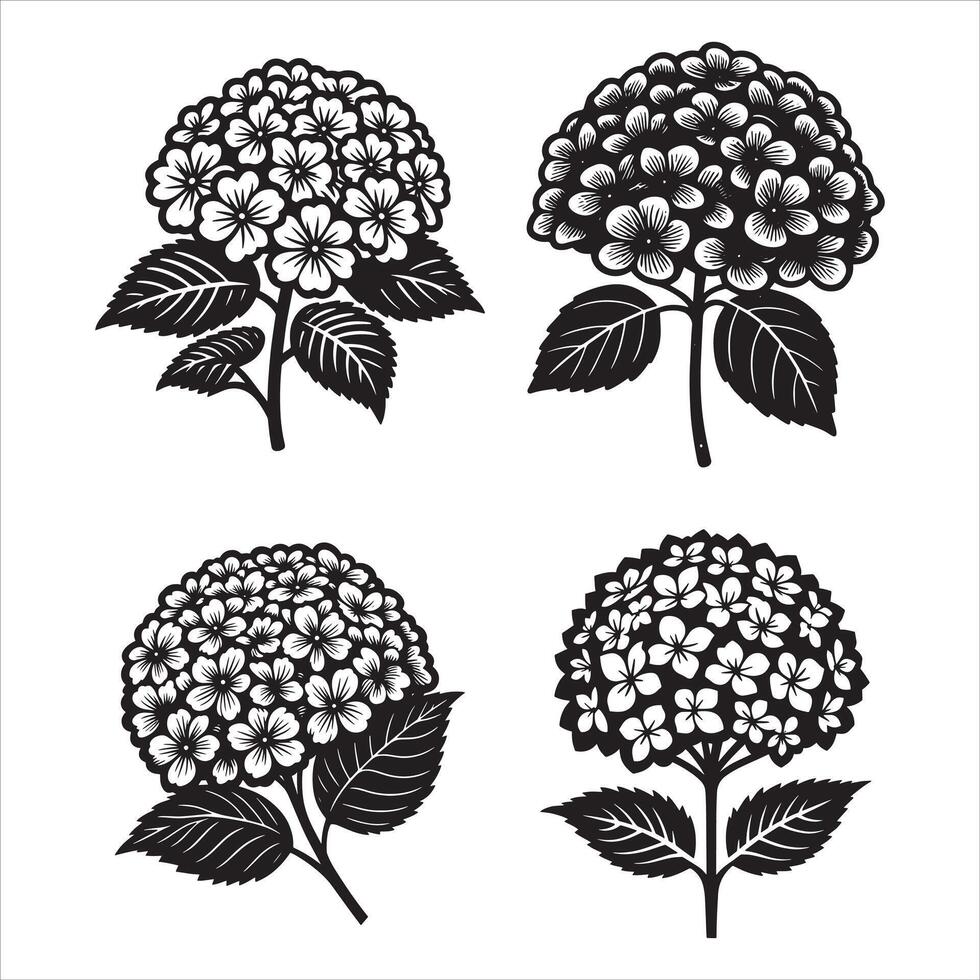 Hydrangeas Under the Sun vector