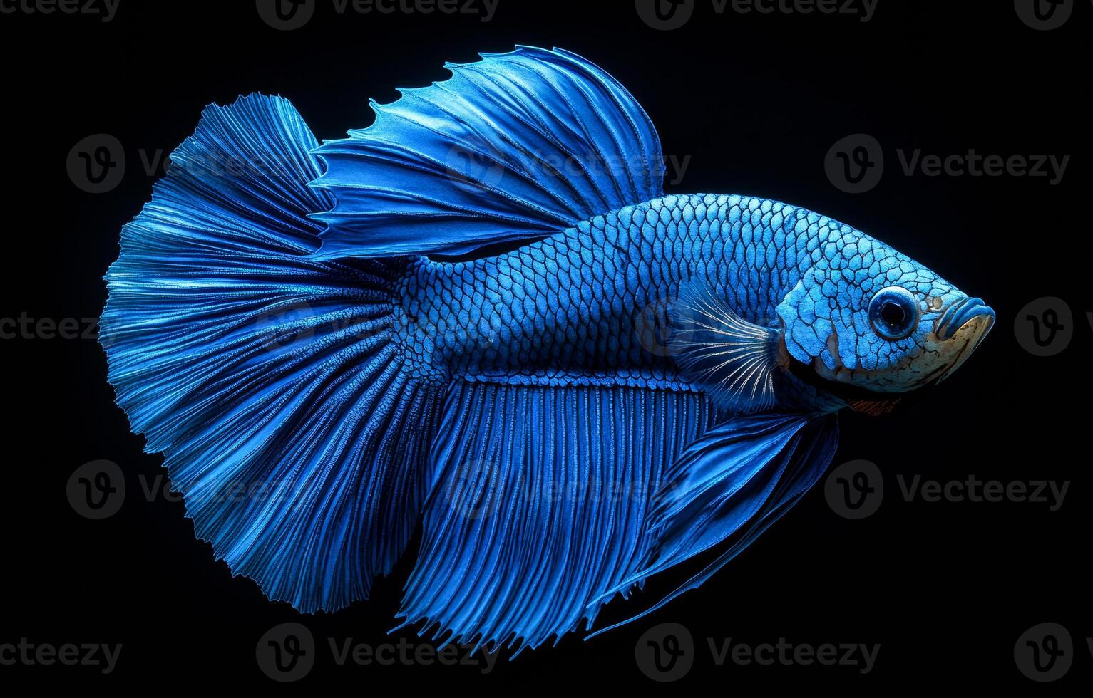 A blue fish with a long tail and a blue fin. The fish is swimming in a black background photo