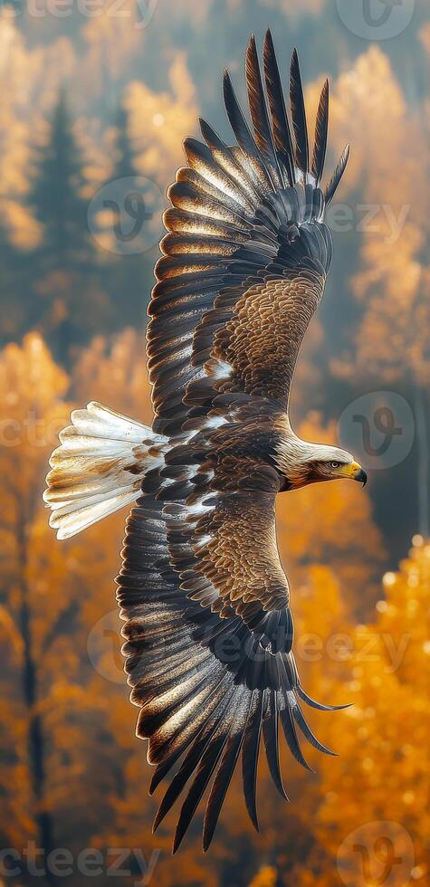 Majestic eagle soaring over autumn landscape. A golden eagle glides gracefully through a vibrant autumn forest filled with colorful trees and foliage. photo