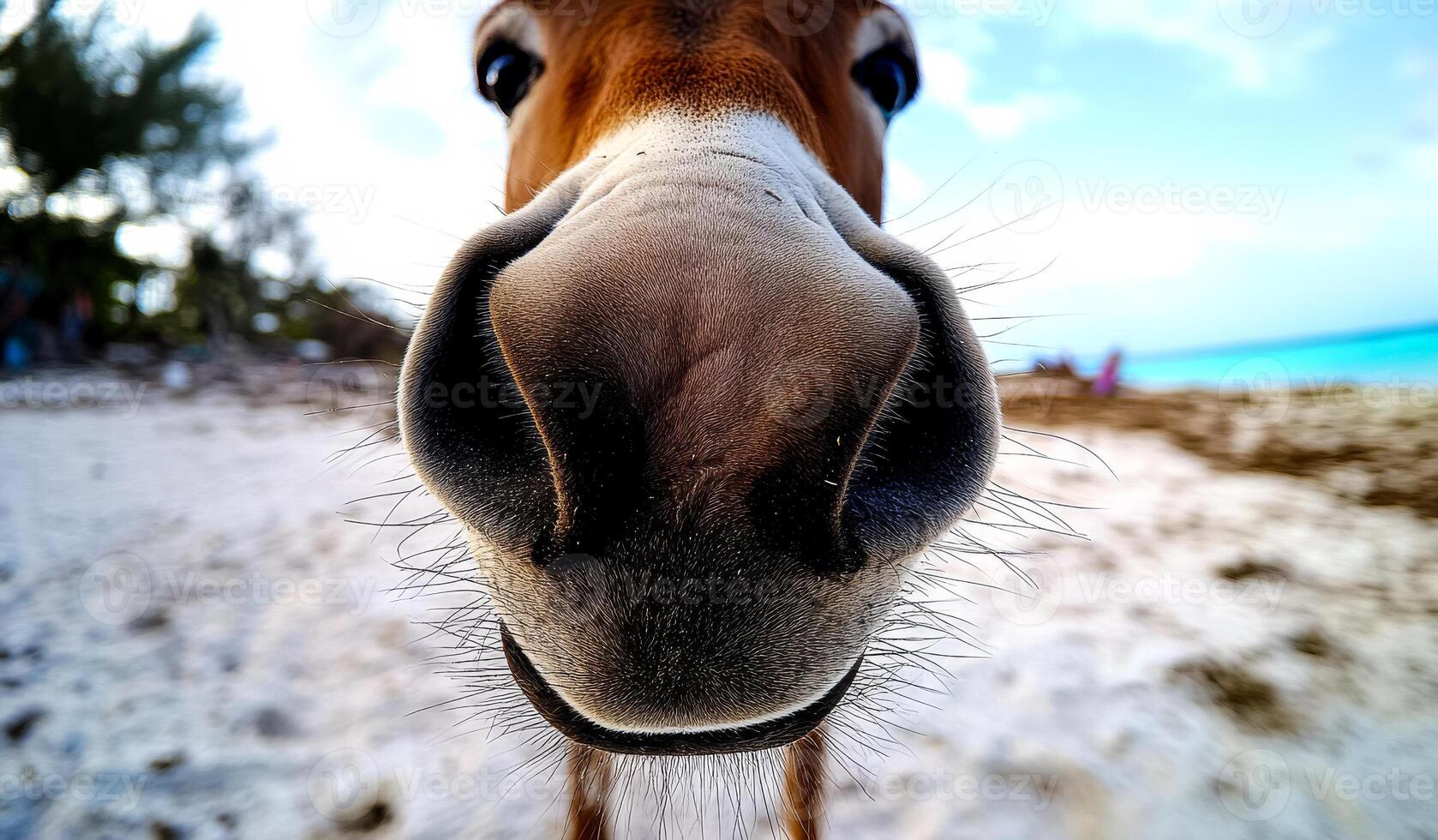A close up of a horse's nose with a blue sky in the background. Scene is calm and peaceful, as the horse's nose is the main focus of the photo