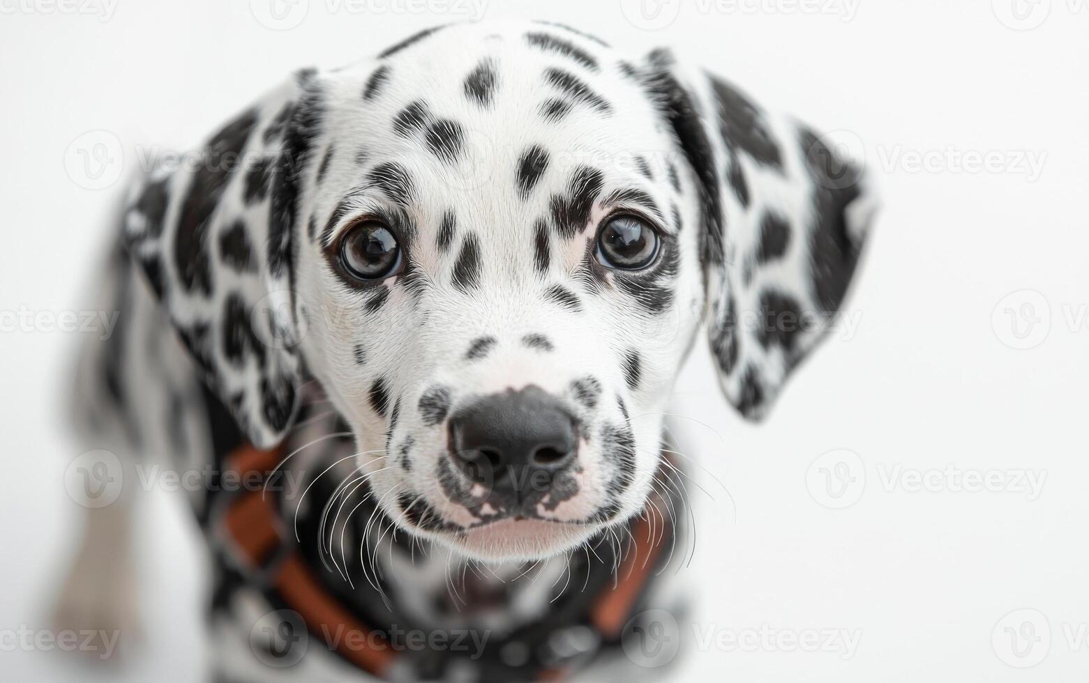 A black and white dog with a brown collar is looking at the camera. The dog is wearing a harness and he is a Dalmatian photo