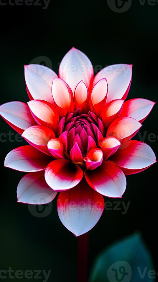 Bright water lily in full bloom catches eyes. A striking water lily displays vibrant pink and white petals in a serene aquatic setting, showcasing nature's beauty. photo