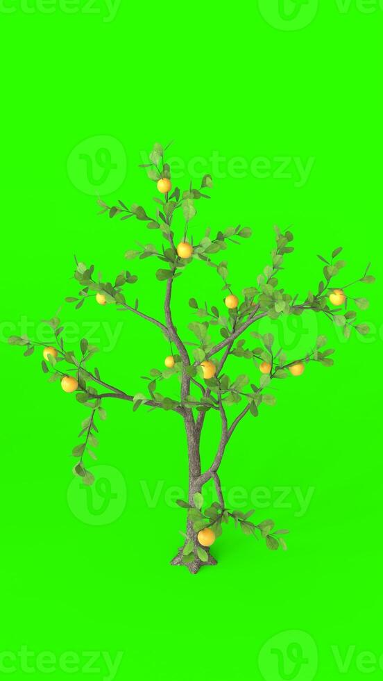 lemon tree with green background photo