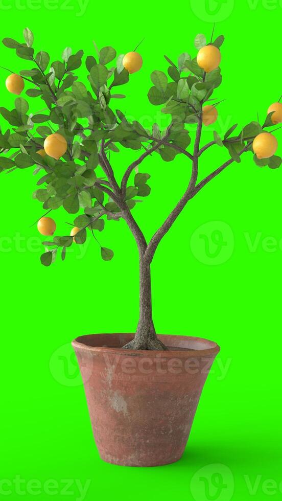 lemon tree with green background photo