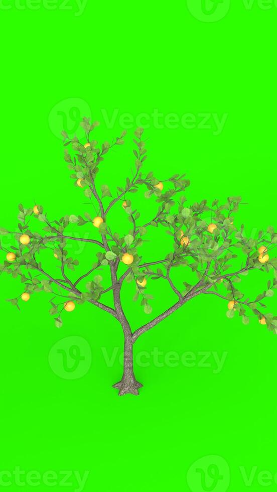 lemon tree with green background photo