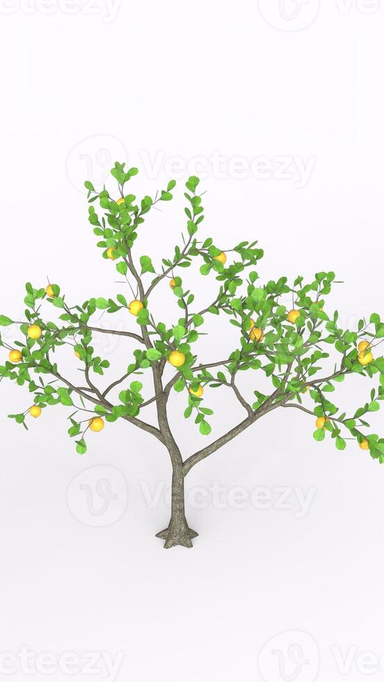 lemon tree with white background photo