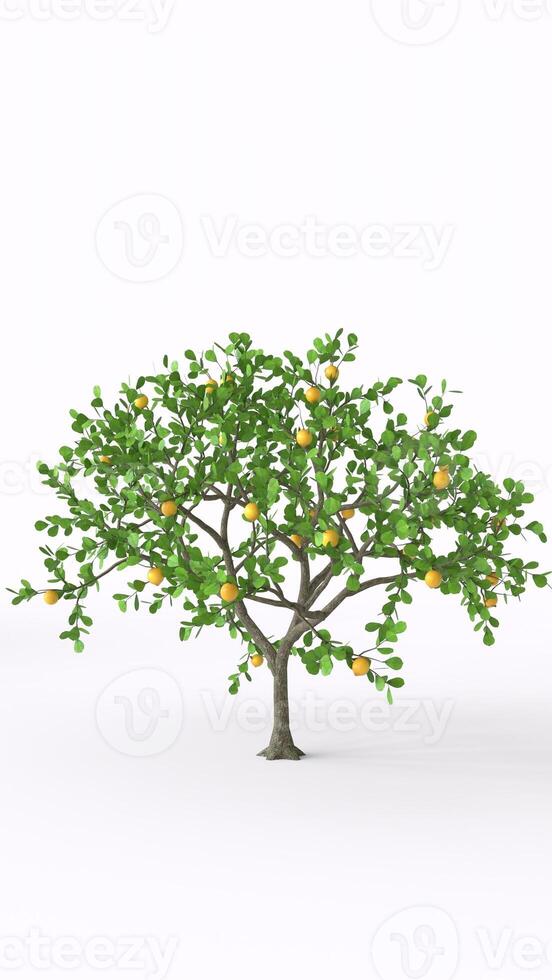 lemon tree with white background photo