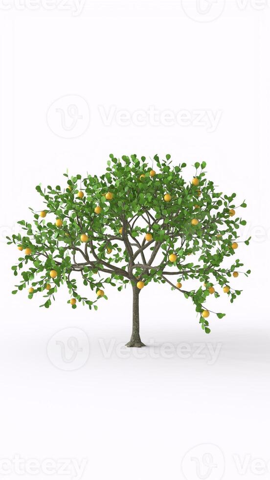 lemon tree with white background photo