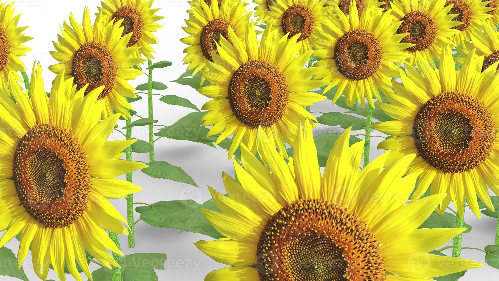 sunflower with white background photo