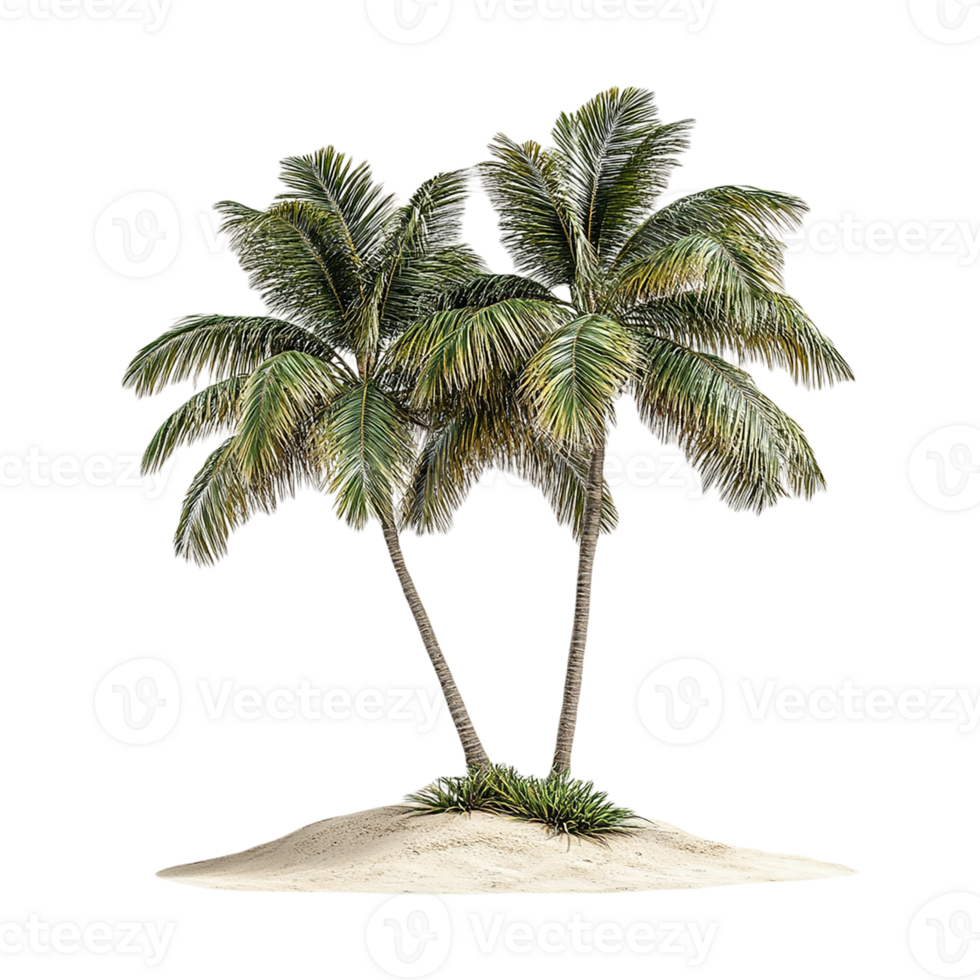 Tropical Palm Tree Isolated on Transparent Background png