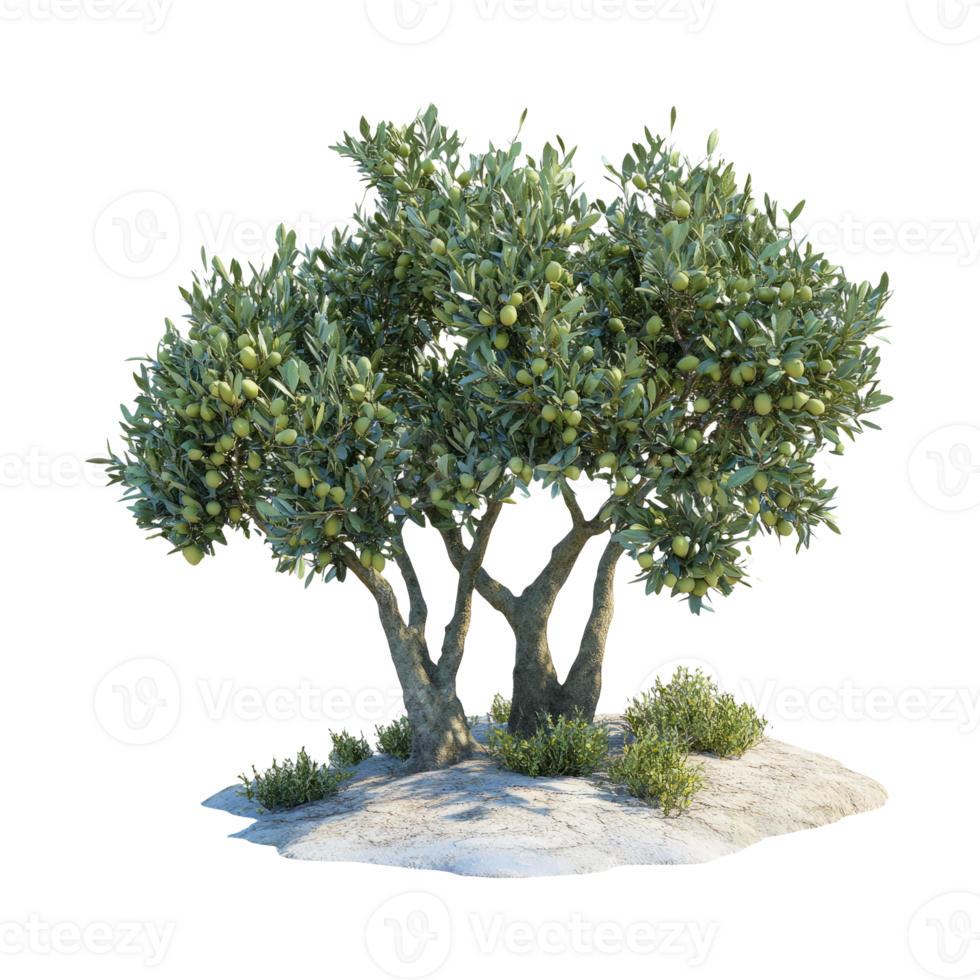 Olive Tree Isolated on Transparent Background png