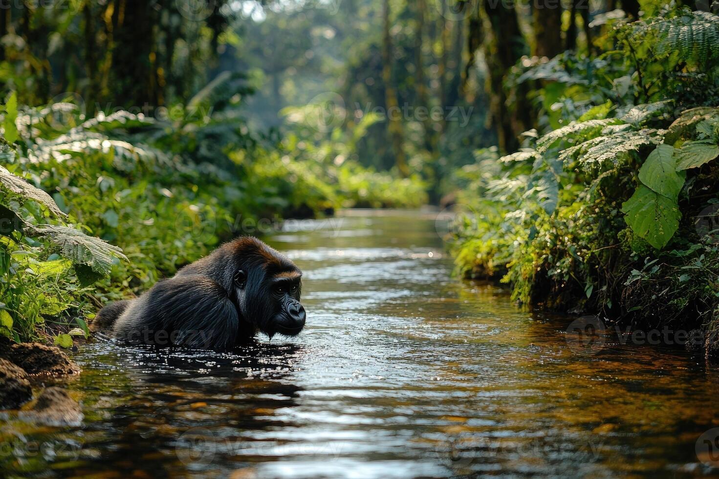 Mountain gorilla relaxing in a lush forest river photo