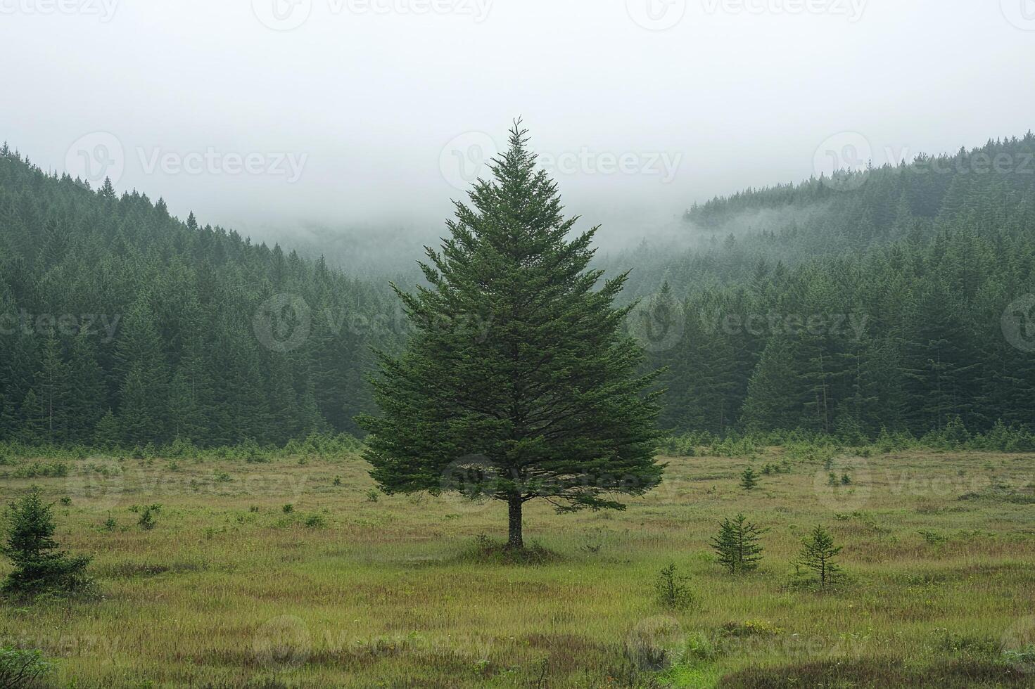 Lonely pine tree standing in meadow with misty forest in background photo