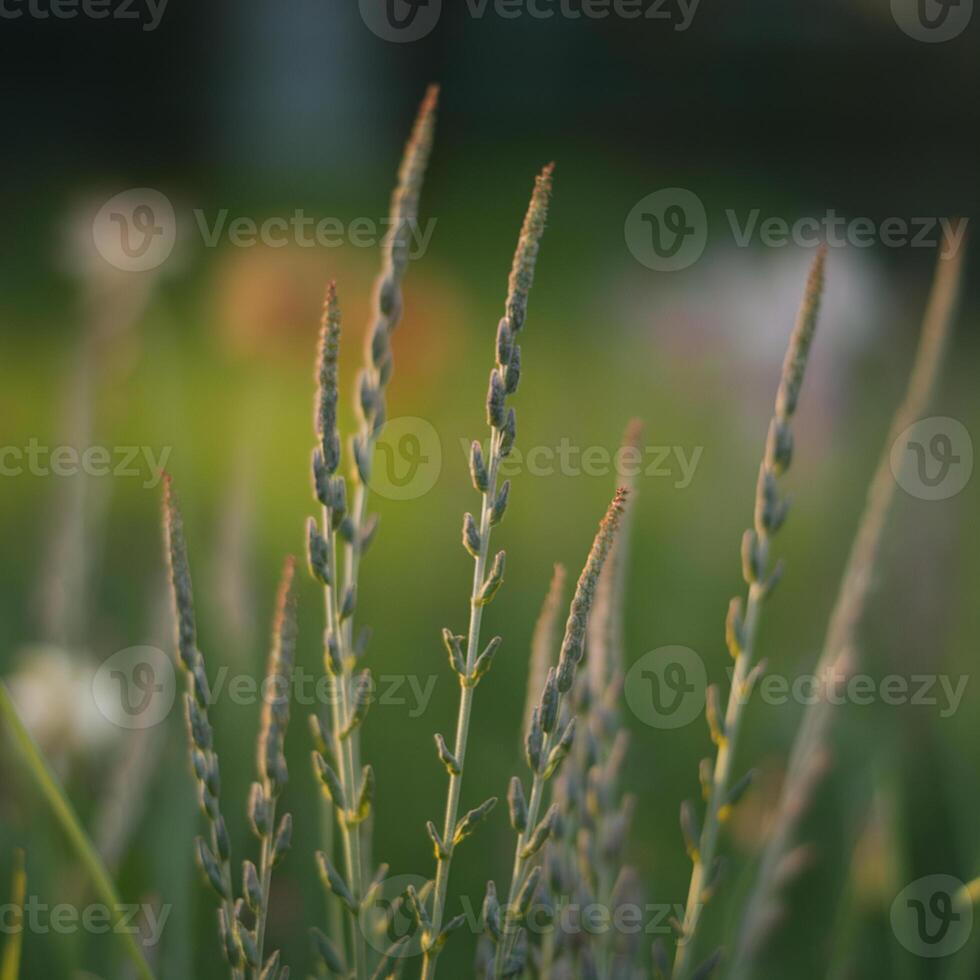 Slender plants with elongated buds, blurred green background, warm light highlights details For Social Media Post Size photo