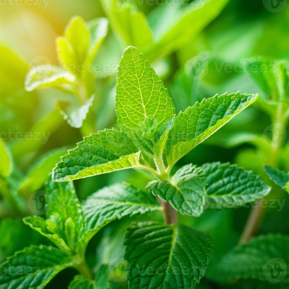 Fresh green herb, soft sunlight enhances vibrant leaves, blurred background adds freshness For Social Media Post Size photo